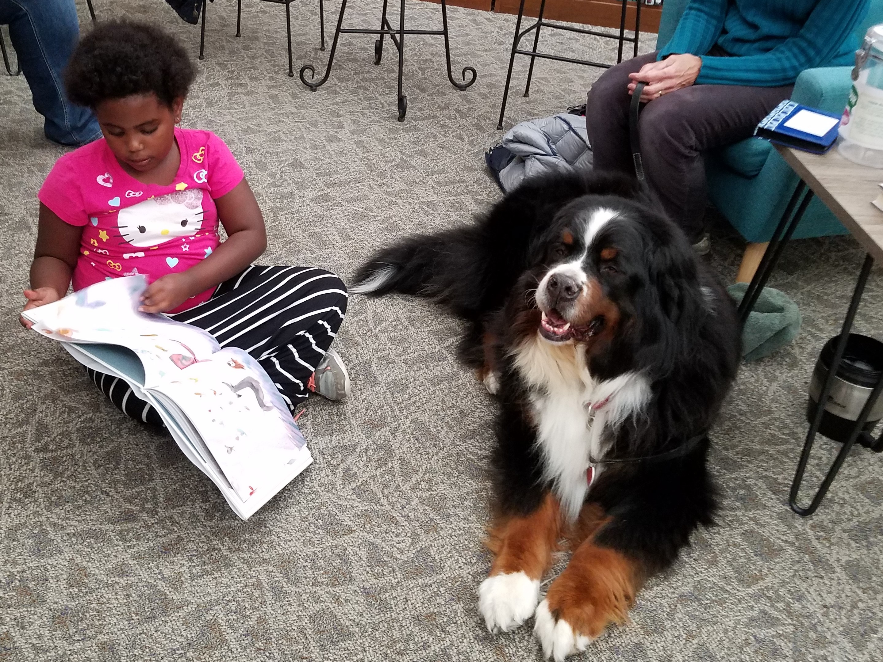 Girl reads to a Bernese Mountain Dog, one of the certified therapy dogs at the Watertown Public Library