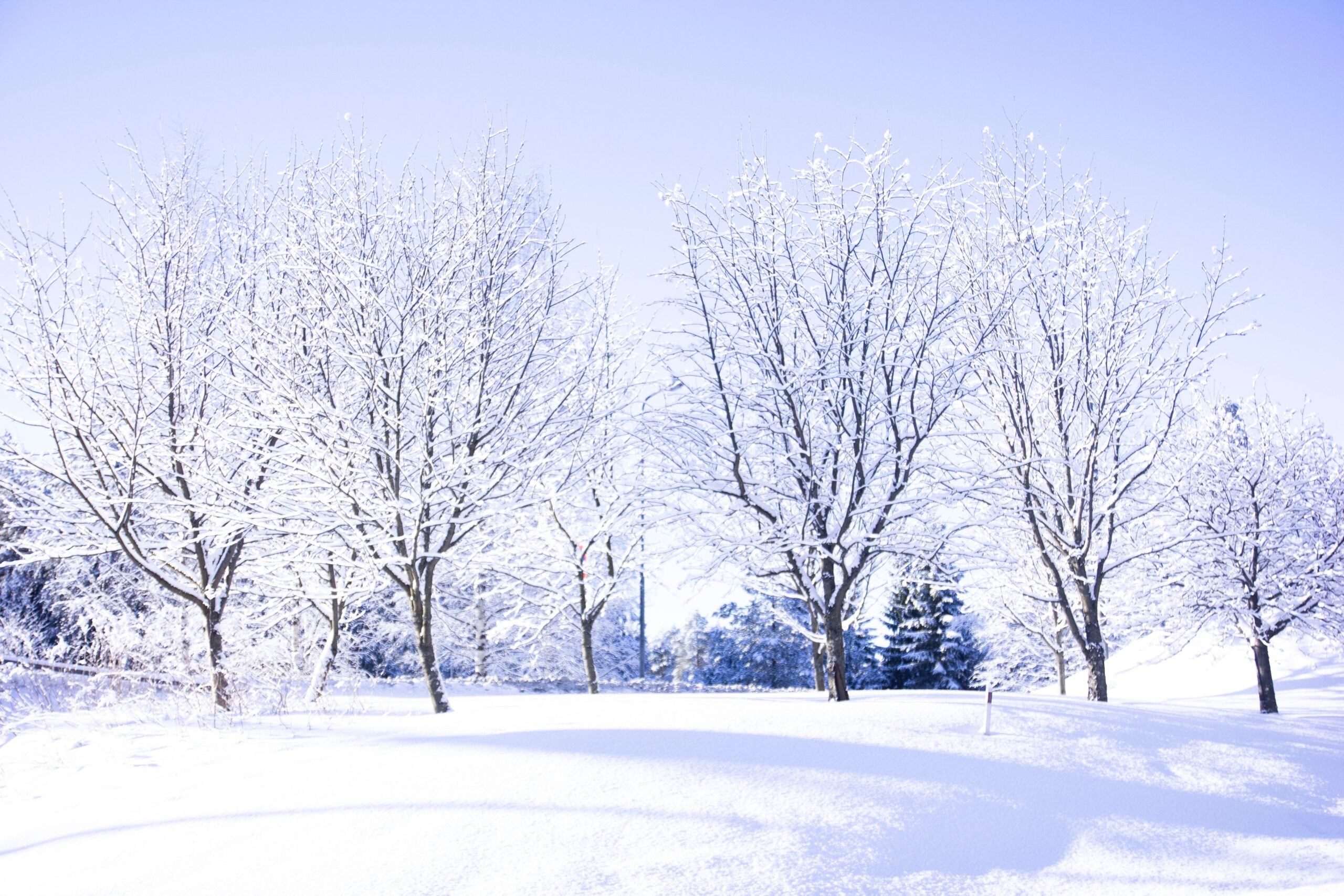 Snowy, bare trees standing in a row on a snowy hill