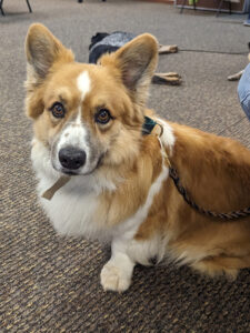 A photo of a therapy dog from the “All About Dogs” Memory Café at the Jefferson Public Library.